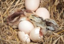 蛋殼是怎樣做到既保護小雞又能讓小雞輕鬆破殼而出的呢？-酷播亮新聞