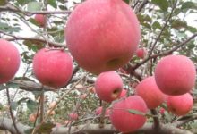 不為人知的食物「冷知識」：全球共有7500多種蘋果，吃完要20年！-酷播亮新聞