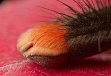 這隻毛茸茸的「貓爪」可愛嗎？其實這是一隻蜘蛛的腿-酷播亮新聞