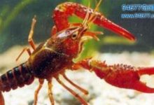 小龍蝦的來歷竟是如此！ 看完後你肯定不會再吃小龍蝦！-酷播亮新聞