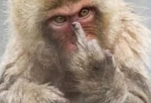 為什麼豎中指是罵人的意思？-酷播亮新聞