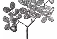 他用木頭做了把刀，削蘿蔔切黃瓜，一樣一樣的-酷播亮新聞