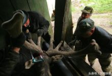 鹿茸被從鹿頭上割下的全過程-酷播亮新聞