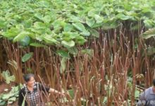 2斤就要30塊錢，這地里究竟種的什麼？-酷播亮新聞