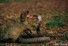 5種「膽大包天」的動物，竟因太有種打破了世界記錄-酷播亮新聞