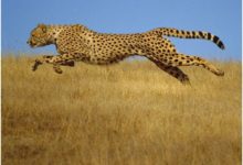 冷知識：瞪羚在面對天敵的時候為什麼要跳著走？-酷播亮新聞