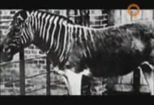 孩子長得像前男友？先父遺傳找到了科學依據？直男們一起來了解下-酷播亮新聞