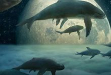 因為一頭抹香鯨-酷播亮新聞