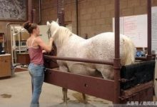 直擊美女們為母馬人工授精，全程很安靜-酷播亮新聞