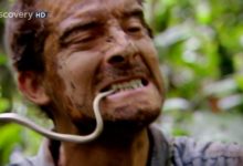 為什麼荒野求生的貝爺經常生吃卻不會感染寄生蟲？-酷播亮新聞