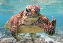 姑娘要有口福了！ 囧圖妹子腿上怎麼青一塊紫一塊的-酷播亮新聞