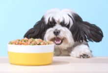 專賣符合人類食用標準的寵物食品：PetPlate 完成400萬美元種子輪融資-酷播亮新聞