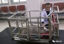 烏龜生命垂危，醫生髮現它體內有大量金屬，取出後原來是這個！-酷播亮新聞