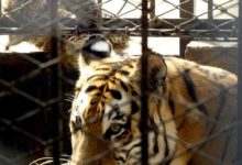 東北虎媽媽咬斷小虎爪子，如今不得不截肢，說好的虎毒不食子呢?-酷播亮新聞