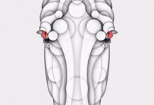 只用圓 畫出美麗的動物-酷播亮新聞