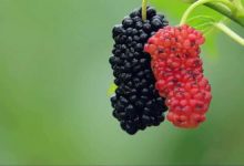 桑葚可以泡酒嗎？-酷播亮新聞