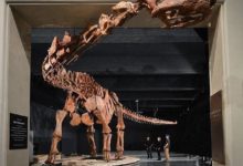 科學家發現世界最大恐龍-酷播亮新聞