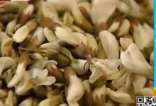 愛吃洋槐花的社旗人，快看！-酷播亮新聞