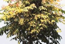 錦華欒生長習性繁殖方法栽培管理技術-酷播亮新聞