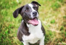 狗狗被救前後對比組圖-酷播亮新聞