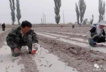 草甘膦點蘆葦一些技術建議-酷播亮新聞