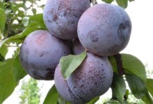 黑琥珀李栽植要求及種植管理技術-酷播亮新聞