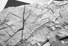 中國科學家發現一塊遠古化石，地球物種起源觀點或將徹底改變-酷播亮新聞