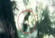 神秘的大腳野人被發現，科學家：或是上古時期人類的分支-酷播亮新聞