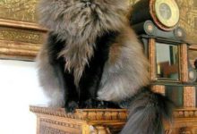 讓人忍俊不禁的動物表情-酷播亮新聞