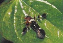 核桃舉肢蛾發生規律及防治技術-酷播亮新聞