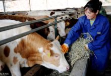 靠科學養牛，向技術要肉-酷播亮新聞