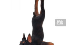 EDAGE伊甸紀 瑜伽動物公仔-酷播亮新聞