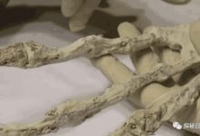 史前文明或與外星人有關？考古學家在秘魯沙漠發掘出三指手骨-酷播亮新聞