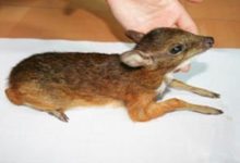 除了萌萌的大熊貓，我國還有這些奇特的稀有動物-2-酷播亮新聞