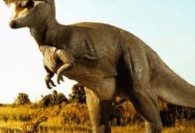 考古發現一隻2億年前的恐龍，致其亡故的原因竟是一顆子彈-酷播亮新聞