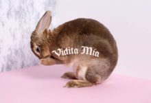 品牌 甜蜜 粉兔-酷播亮新聞