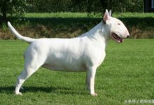 地球上最強悍的6款犬類-酷播亮新聞