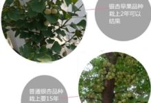 銀杏綠枝嫁接技術-酷播亮新聞