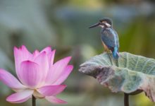 手機攝影零基礎開始，提升你的手機攝影水平-酷播亮新聞