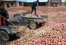 果農心都碎了！幾十噸蘋果五毛錢一斤沒人要-酷播亮新聞