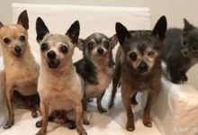 四條吉娃娃和一隻小貓咪的故事-酷播亮新聞