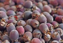 城裡人不認識的六種鄉村植物，堪比「神葯」-酷播亮新聞