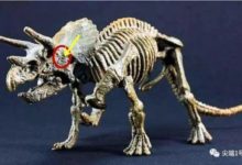 考古發現一隻2億年前的恐龍，將其射殺的竟是一顆子彈？-酷播亮新聞