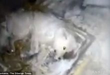 殘忍！主人將狗放-32℃戶外淋水活活凍死-酷播亮新聞