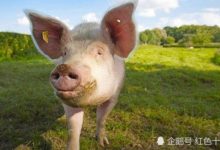 2018年世界盃期間穆斯林球迷將不會得到豬肉產品-酷播亮新聞