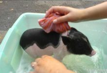 女子買「小香豬」寵物，年後變200斤「大肥豬」-酷播亮新聞