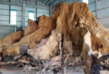 越南老人請20個人挖出「百年老樹根」-酷播亮新聞