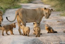 遊客發現母獅路邊領養小狐狸-酷播亮新聞