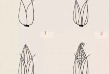 免費學畫畫，今天教你畫玉米，別忘了交作業-酷播亮新聞