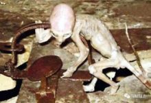 智利發現詭異不明生物，身高僅15厘米，其中一半非地球基因-酷播亮新聞